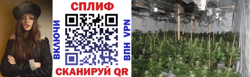 Бошки Шишки планчик Бакал
